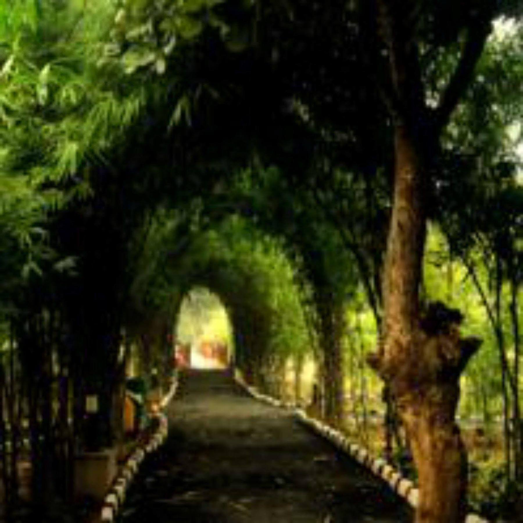 Lemon Tree Wildlife Resort, Bandhavgarh Tāla Zewnętrze zdjęcie